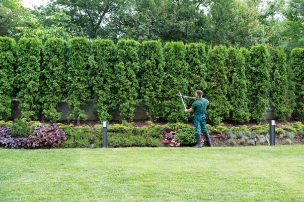 Best Lawn Irrigation Installation and Maintenance  in Ladera Ranch, CA