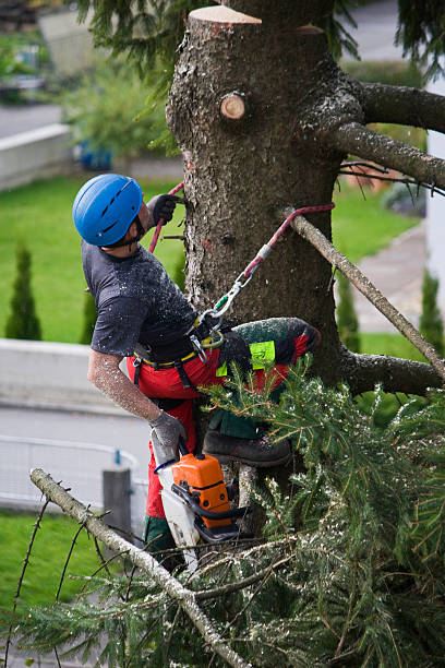 Best Tree Mulching  in Ladera Ranch, CA